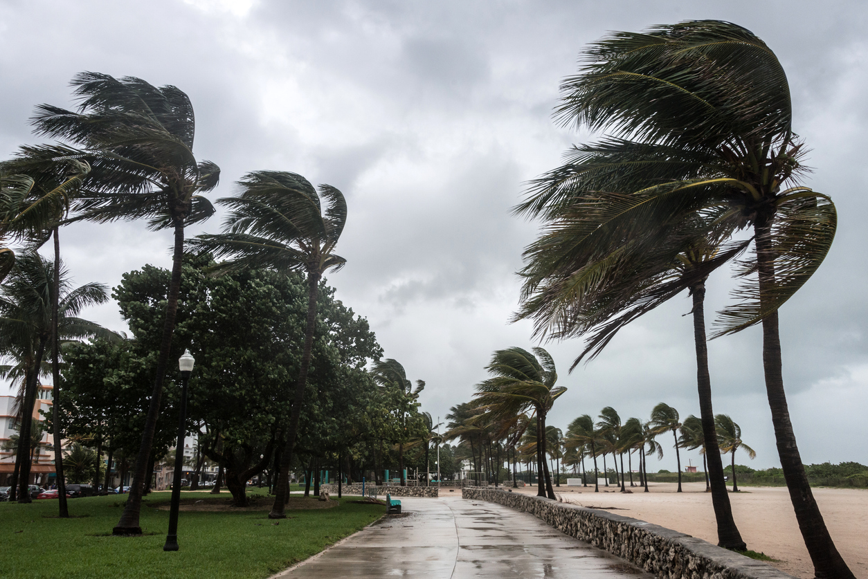 Palm trees swaying from wind during a storm.